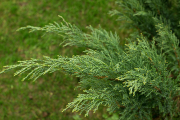 Juniper, green bush, juniper branch