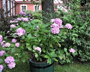 flowers in a pot in summer garden