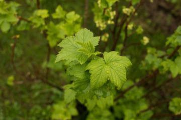 Fototapeta premium currant leaves