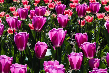 Obraz premium Beautiful bouquet of tulips nature background.