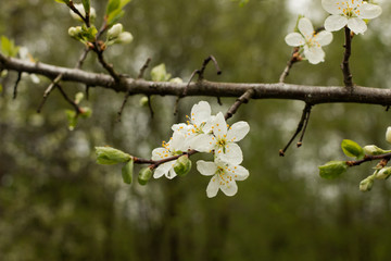 A branch of an apple tree, flowers of an apple tree, flowering trees