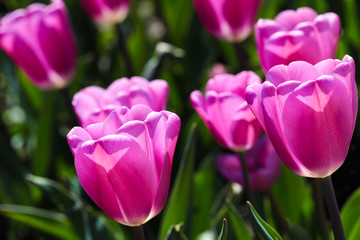 Beautiful bouquet of tulips nature background.