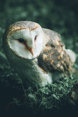 Naklejka na ściany i meble little cute owl - intentional filtered image - cute animals