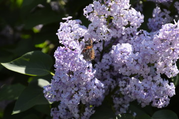 Butterfly Vanessa cardui on lilac flowers. Pollination blooming lilacs.