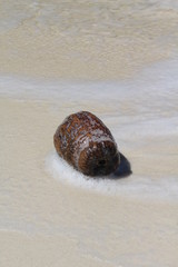seychelles beach private island coconut