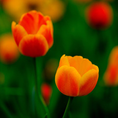 Beautiful orange tulips in flower field