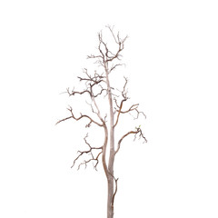 Fototapeta na wymiar Dead Tree without Leaves