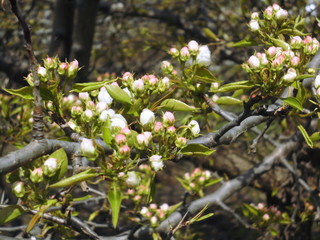arbre, nature, printemps, vert, congé, fleur