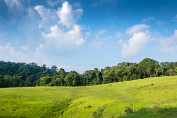Forest meadow in sunny day
