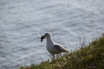 Goéland mouette