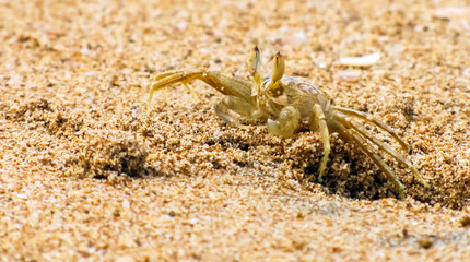 Sea crab buries in the sand on the ocean in the tropics 