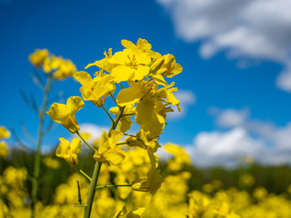 Blühendes Rapsblüte im Frühling