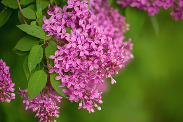 Branch blossoming lilac, spring tree