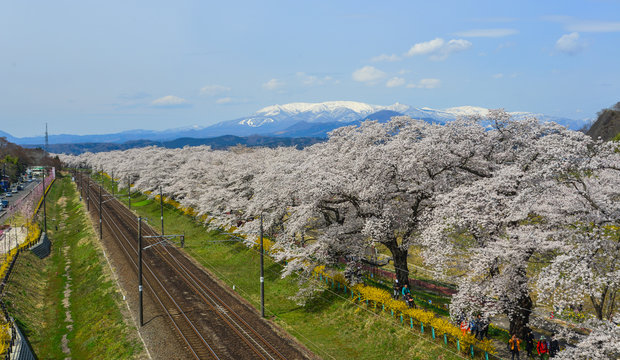 A scenic train with cherry blossom