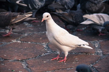 Close up of white pigeon on a park