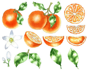 Watercolor orange fruit, slice, leaf, bud, flower illustration perfectly isolated on a white background. Hand painted orange set for pattern, banner, border, frame, texture