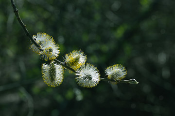 Willow branches with buds in spring day