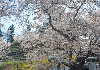 Cherry blossom in Miyagi, Japan