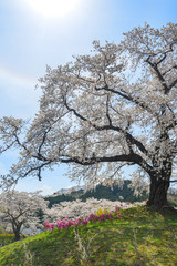 Fototapeta premium Cherry blossom in Miyagi, Japan
