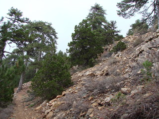 The landscape of the rocky surface of the slope of the mountain ridge, on which strong alpine trees extend to the cloudy blue sky.