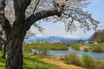 Cherry blossom in Miyagi, Japan