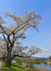 Cherry blossom in Miyagi, Japan