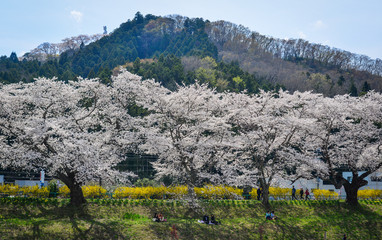 Cherry blossom in Miyagi, Japan