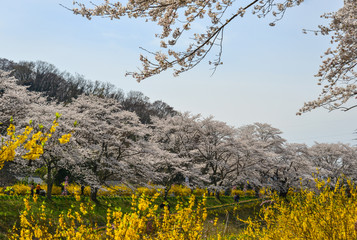 Cherry blossom in Miyagi, Japan