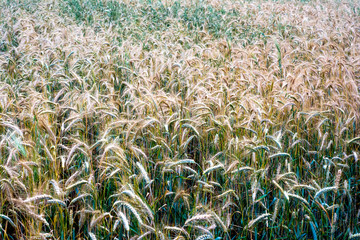 Wheat field on a sunny spring day