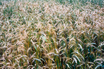 Wheat field on a sunny spring day