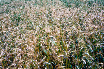 Wheat field on a sunny spring day
