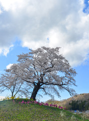 Cherry blossom in Miyagi, Japan