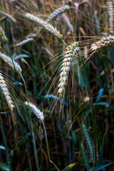 Wheat field on a sunny spring day