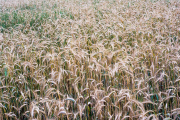 Wheat field on a sunny spring day