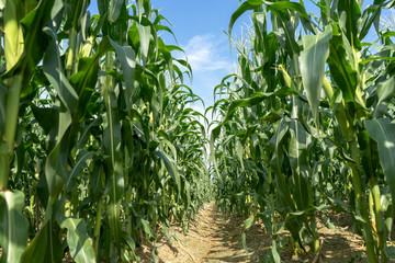 Corn field plantation