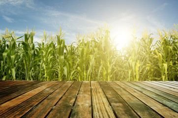 Wood floor at corn field