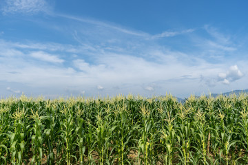 Fototapeta na wymiar Corn field plantation