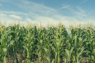 Corn field plantation