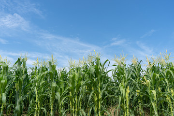 Corn field plantation