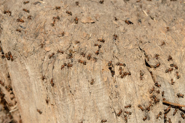 a lot of ants on the old rotten stump on a sunny spring day