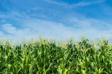 Corn field plantation