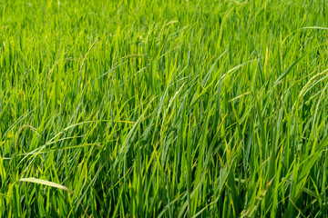 Obraz premium Paddy rice fields