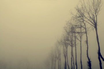 Obraz premium Dried tree in fog