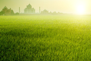 Fototapeta na wymiar Paddy rice fields with Taj Mahal