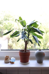 Plant In Window