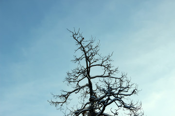 Silhouette of the top of a fir tree of dry wood against the sky.