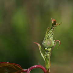 Green aphids infesting a rose bud, stem and leaves in the garden