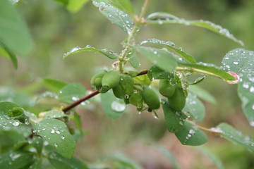 Lonicera Caerulea Kamtschatica branch with unripe green fruits. Blueberry bush in springtime covered by raindrops