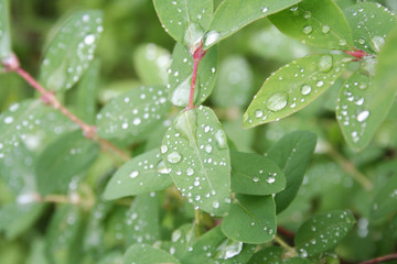 Lonicera Caerulea Kamtschatica branch under the rain. Blueberry bush in springtime covered by raindrops