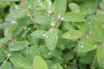 Fototapeta na wymiar Lonicera Caerulea Kamtschatica branch under the rain. Blueberry bush in springtime covered by raindrops